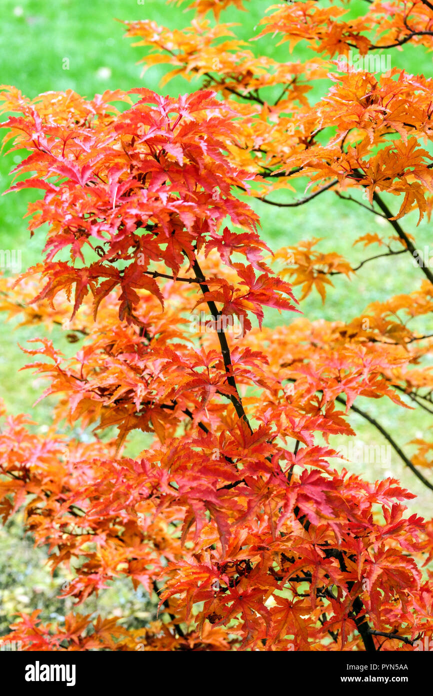 Japanischer Ahorn, Acer palmatum hishigashira' im Herbst Garten Stockfoto