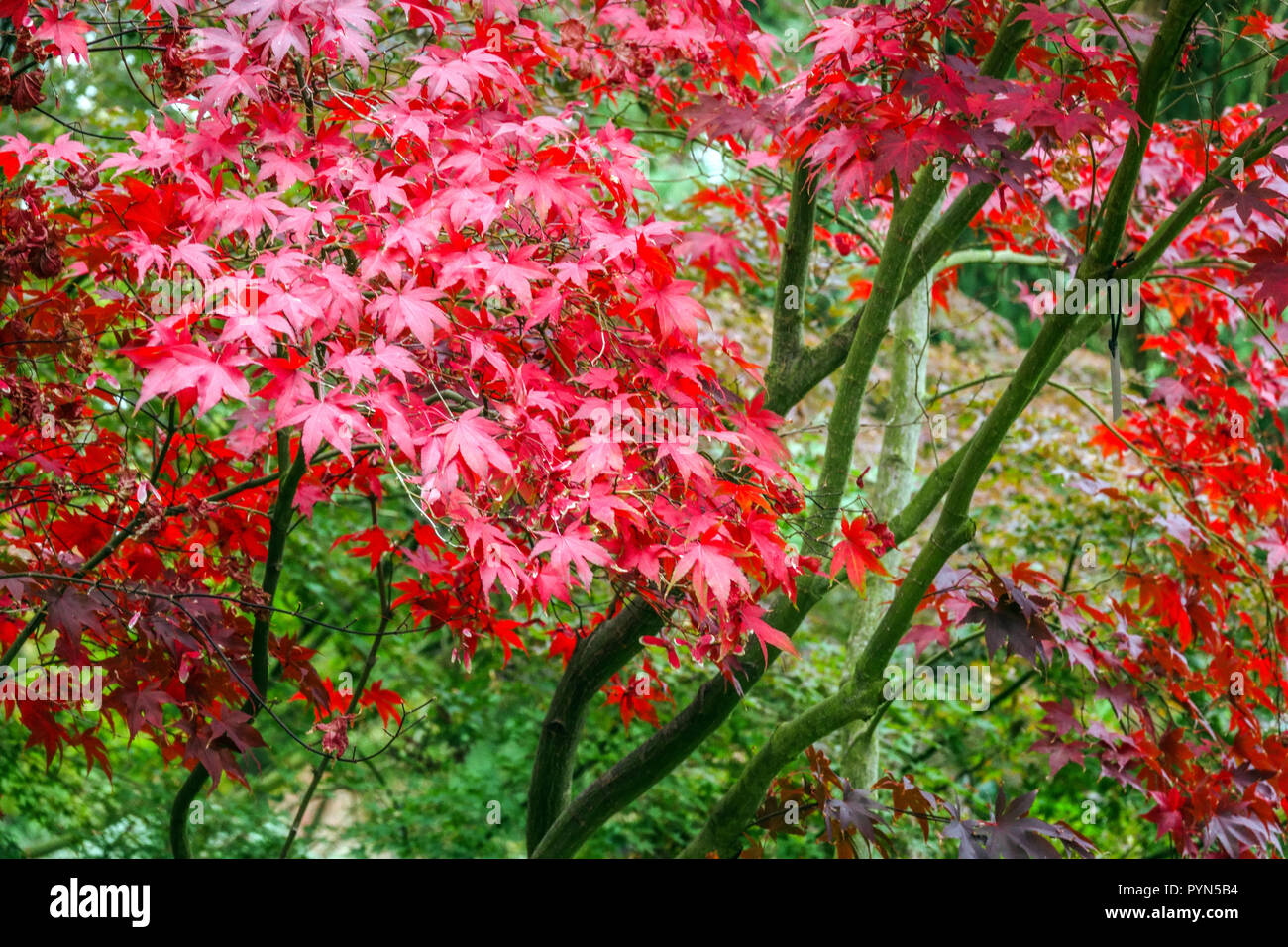 Japanischer Ahornbaum Herbst, Acer palmatum 'Nicholsonii', Garten Laub Herbst Stockfoto