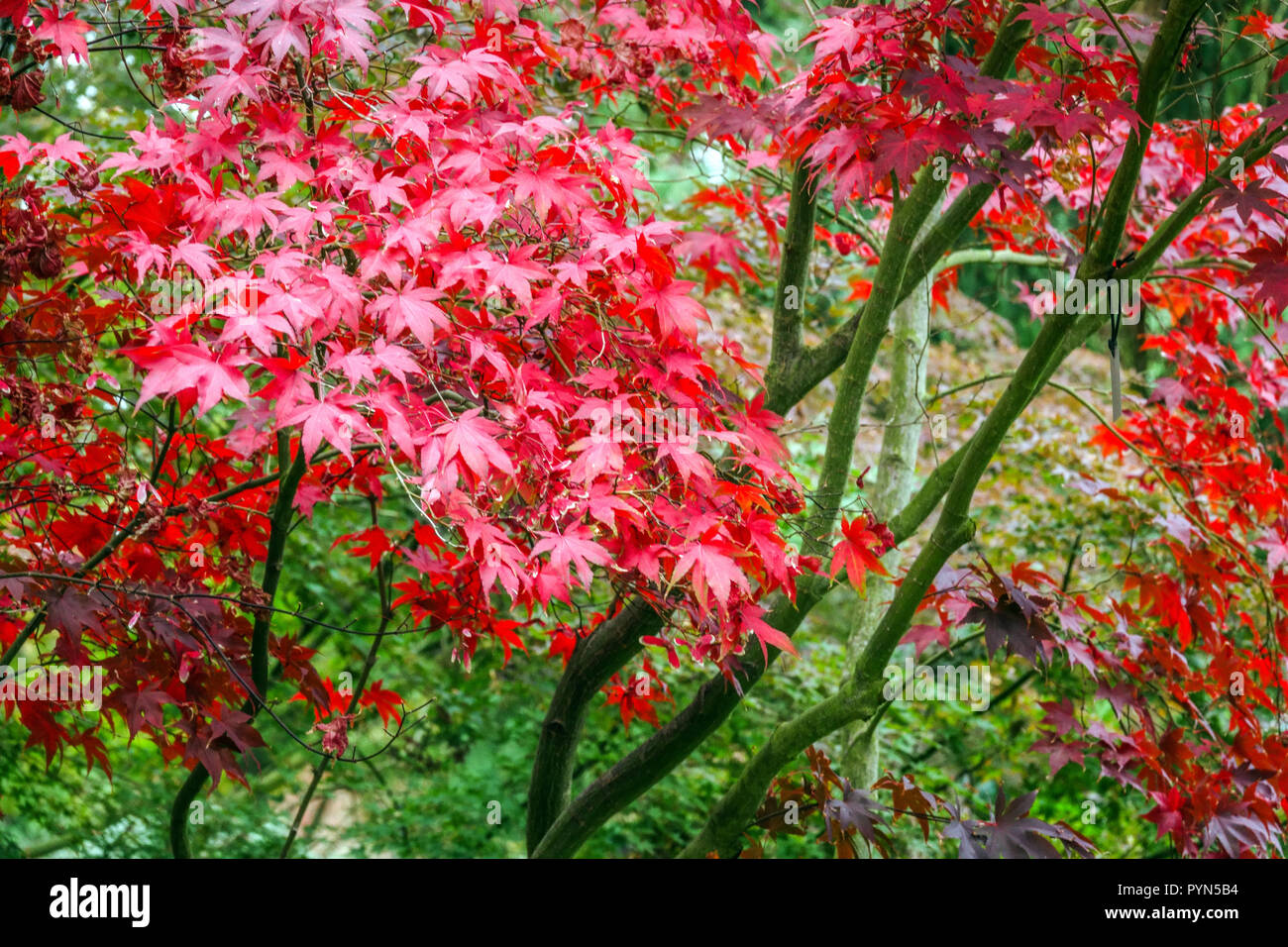 Japanischer Ahornbaum Herbst, Acer palmatum 'Nicholsonii', Garten Laub
