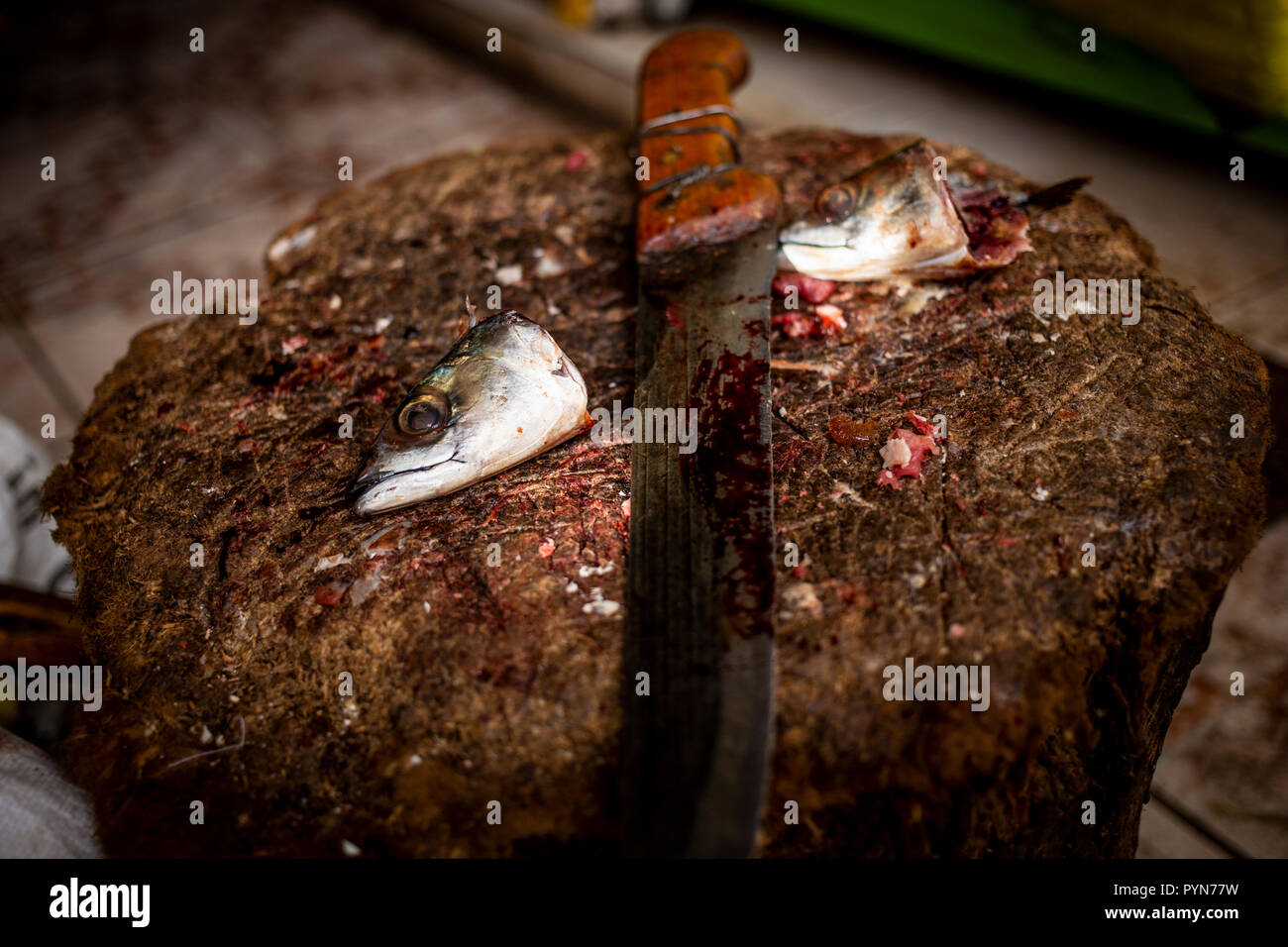 Zwei abgetrennte Fischköpfe in einem Holzpflock mit blutigem Messer in der Mitte, Peru, Archäologie Stockfoto