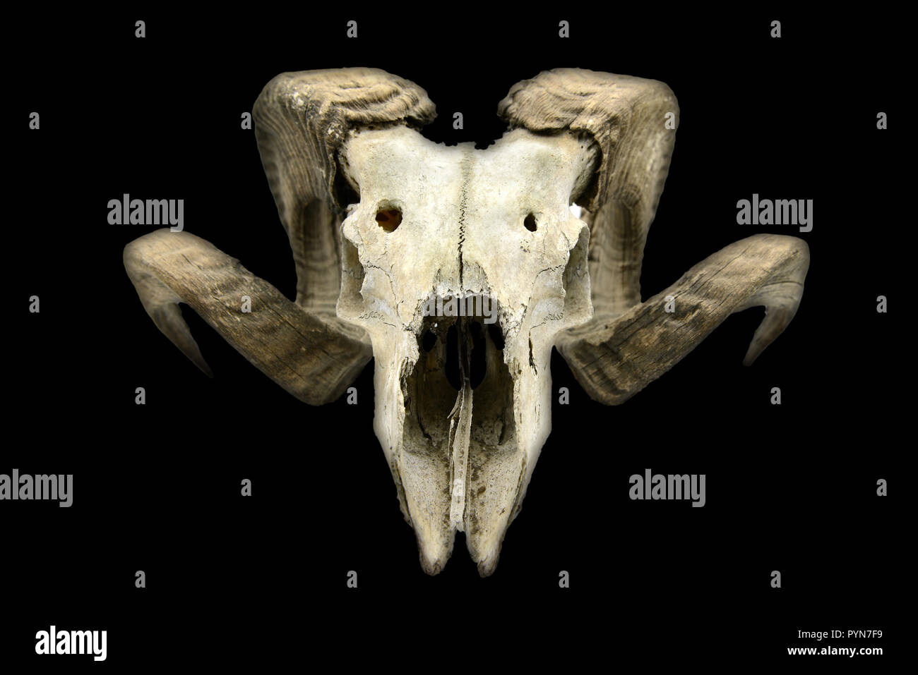 Ziege Schädel mit Hörner und Zähne auf schwarzem Hintergrund isoliert. Stockfoto