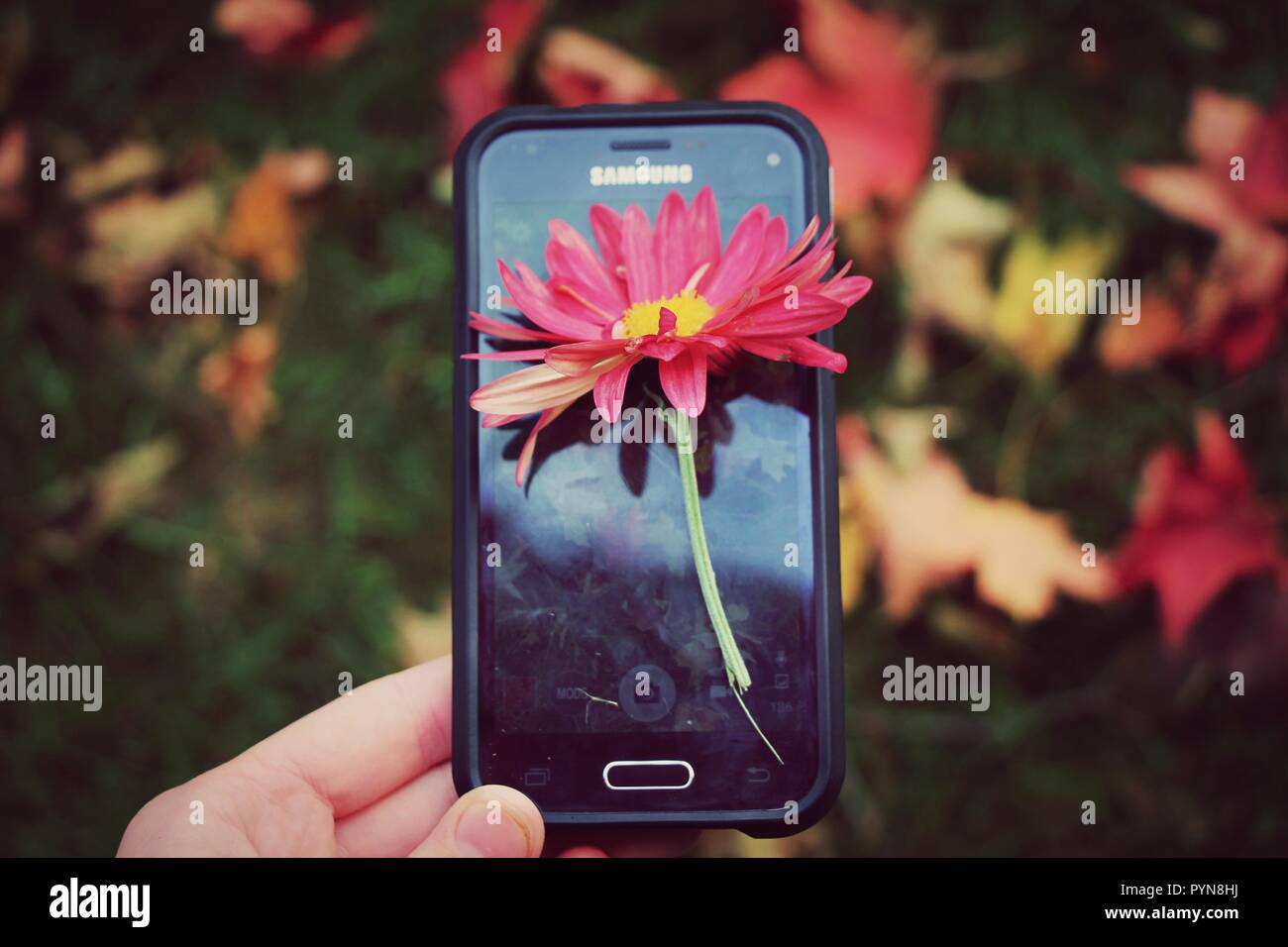 Blume auf einem Telefon mit Herbstlaub im Hintergrund Stockfoto