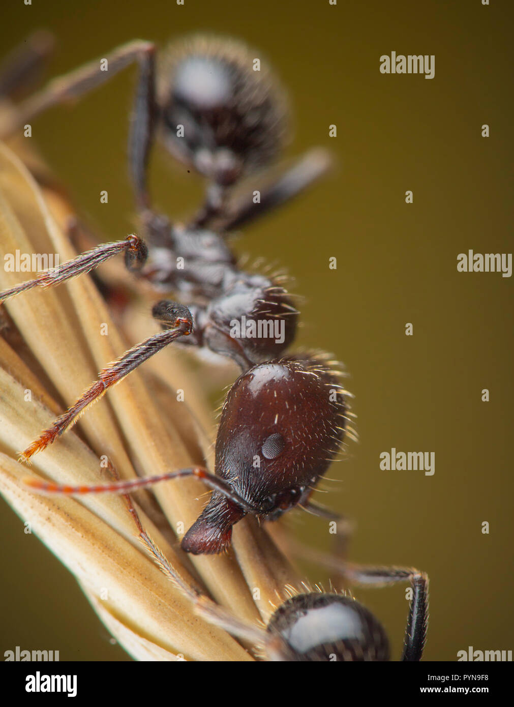 Schönes Foto von Camponotus cruentatus Ant Stockfoto