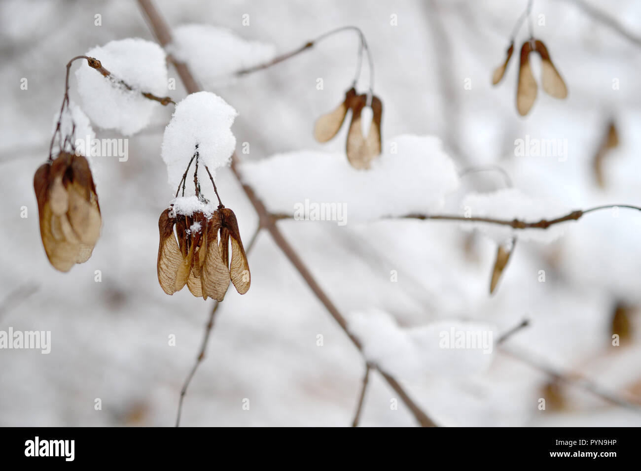 Schnee winter frost Ahorn samen Zweig weihnachtliche Stimmung Wald Stockfoto