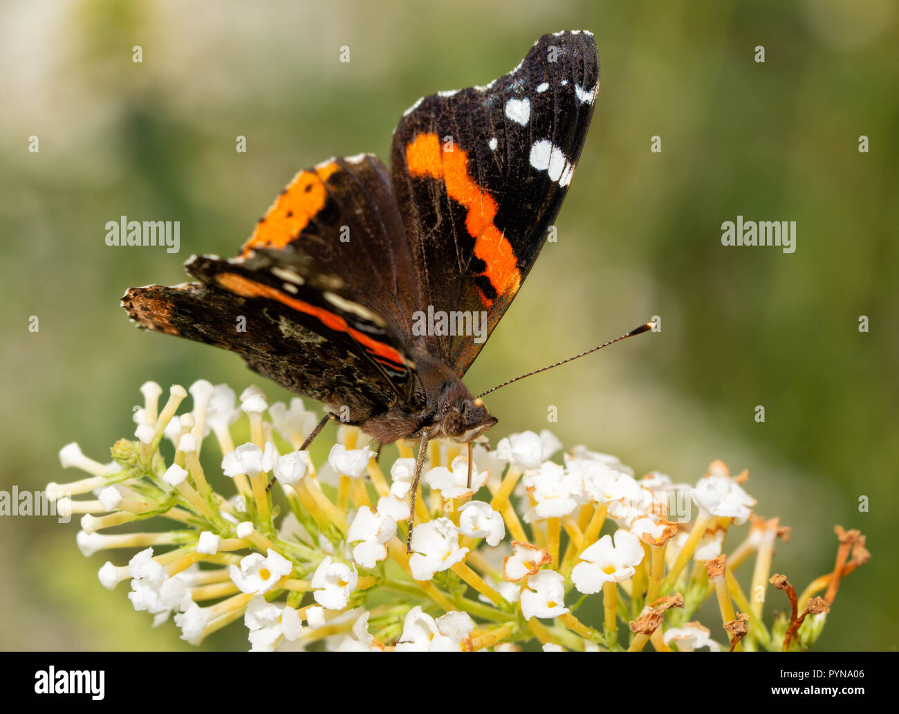 Vorderansicht eines Red Admiral Schmetterling Fütterung auf weißen Blüten eines Schmetterlings Bush Stockfoto