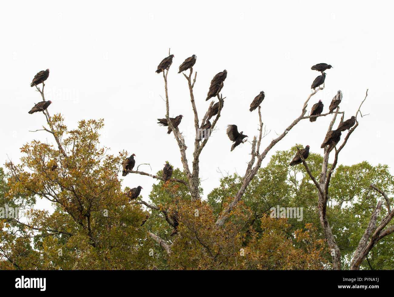 Eine große Gemeinschaft Gruppe der Truthahngeier, auch genannt ein Kommitee, Nester auf einem toten Baum an einem bewölkten Tag fallen Stockfoto