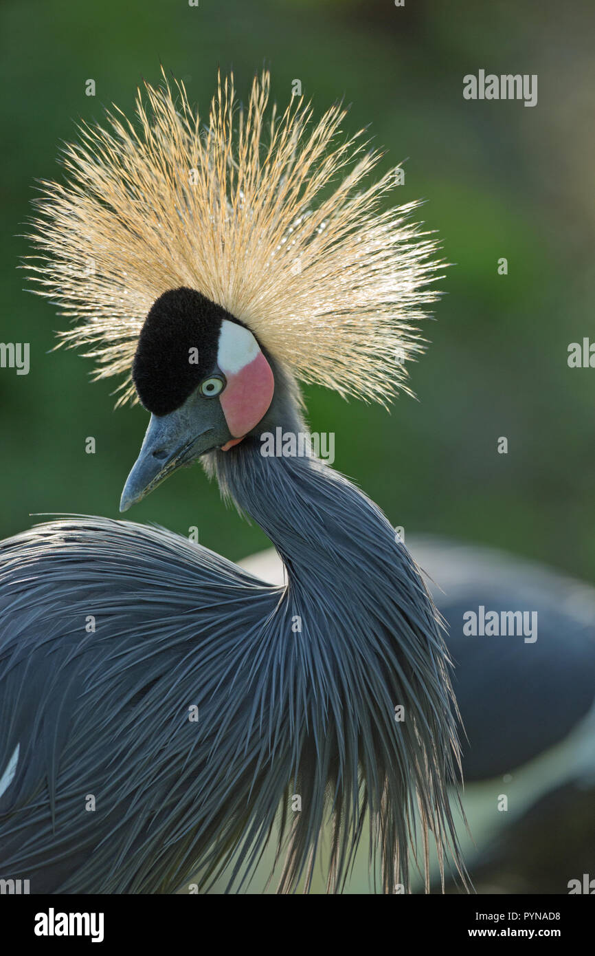Schwarz gekrönt Kran (Balearica pavonina s.). ​ Putzen. Feder, Gefieder Pflege und Wartung. Stockfoto