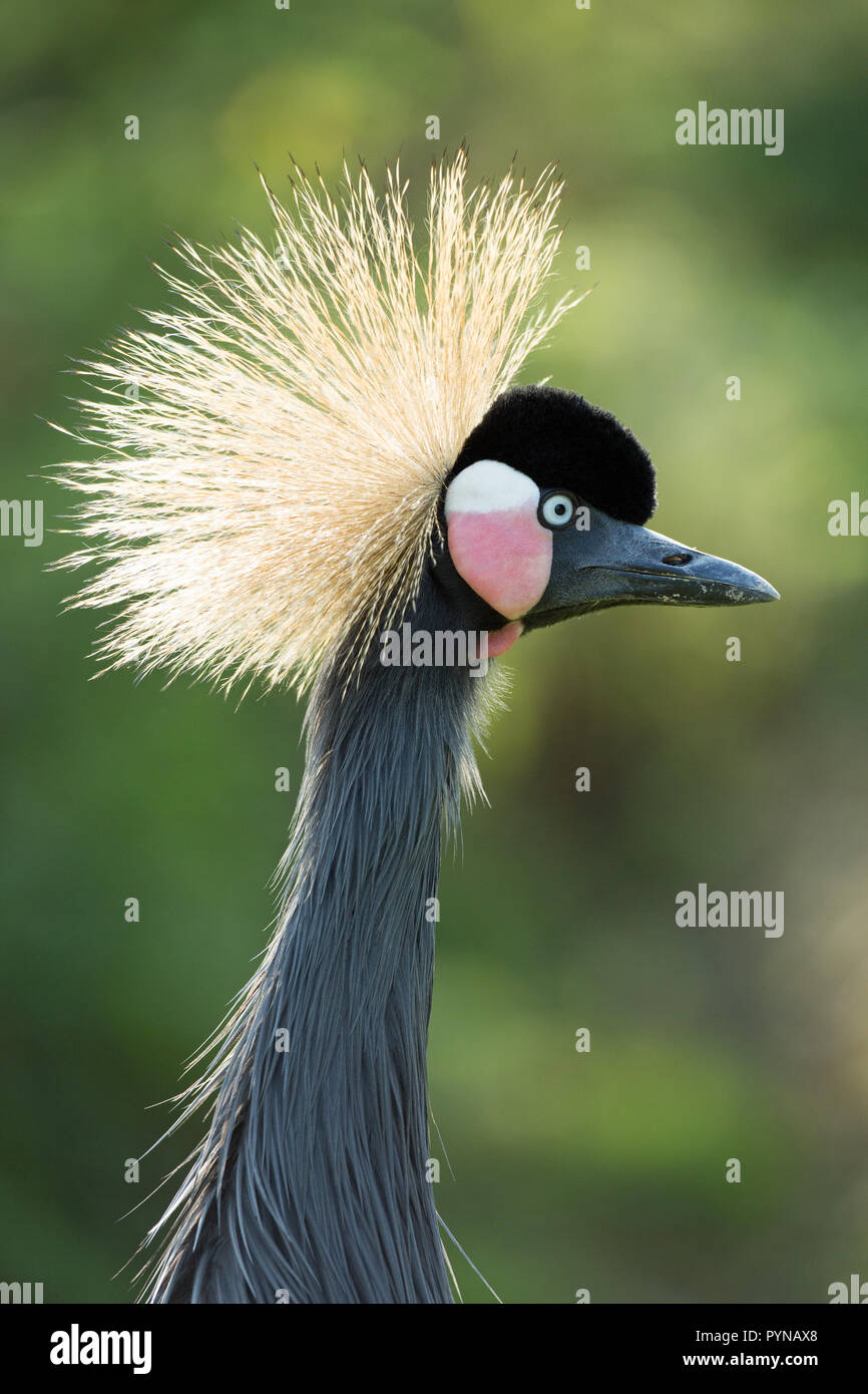 Schwarz, Schwarz-necked oder Westafrikanischen gekrönt Kran (Balearica pavonina s.). Kopf und Hals. Gesichtsbehandlung Einzelheiten einschließlich der Form Rechnung, White over red Colou​red Wange Patches Stockfoto