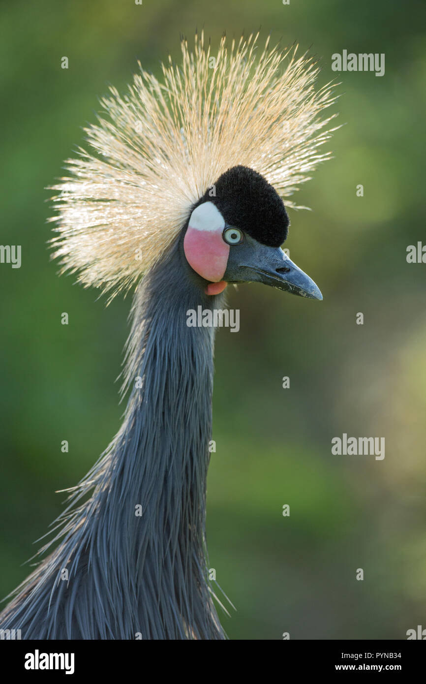 Schwarz, Schwarz-necked oder Westafrikanischen gekrönt Kran (Balearica pavonina s.). Kopf und Hals. Gesichtsbehandlung Einzelheiten einschließlich der Form Rechnung, White over red Colou​red Wange Patches Stockfoto