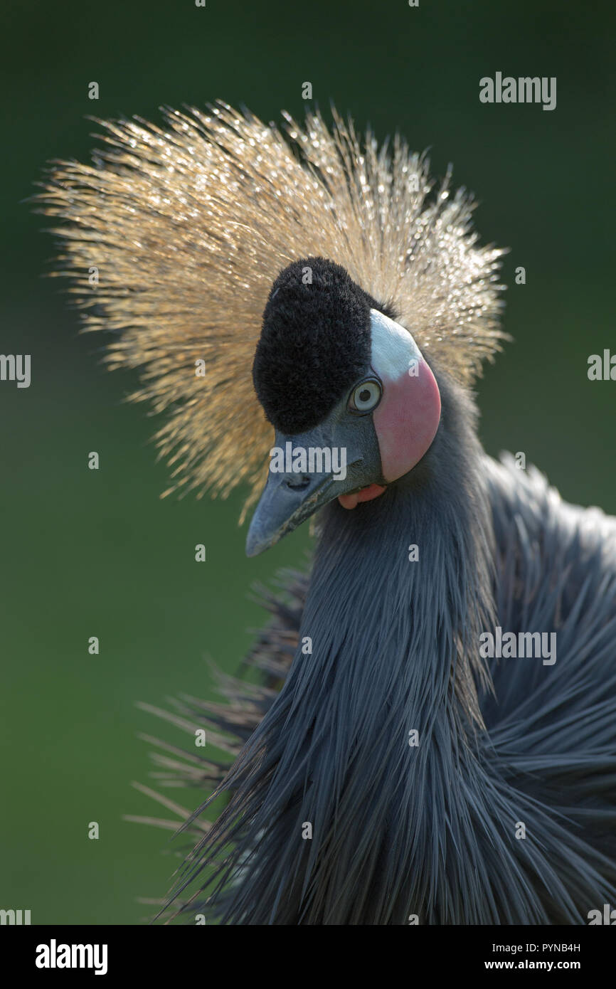 Schwarz, Schwarz-necked​ oder Westafrikanischen gekrönt Kran (Balearica pavonina s.). Seite Wind Crest. Kopf und Hals. Gesichtsbehandlung Details einschließlich Bill sh Stockfoto