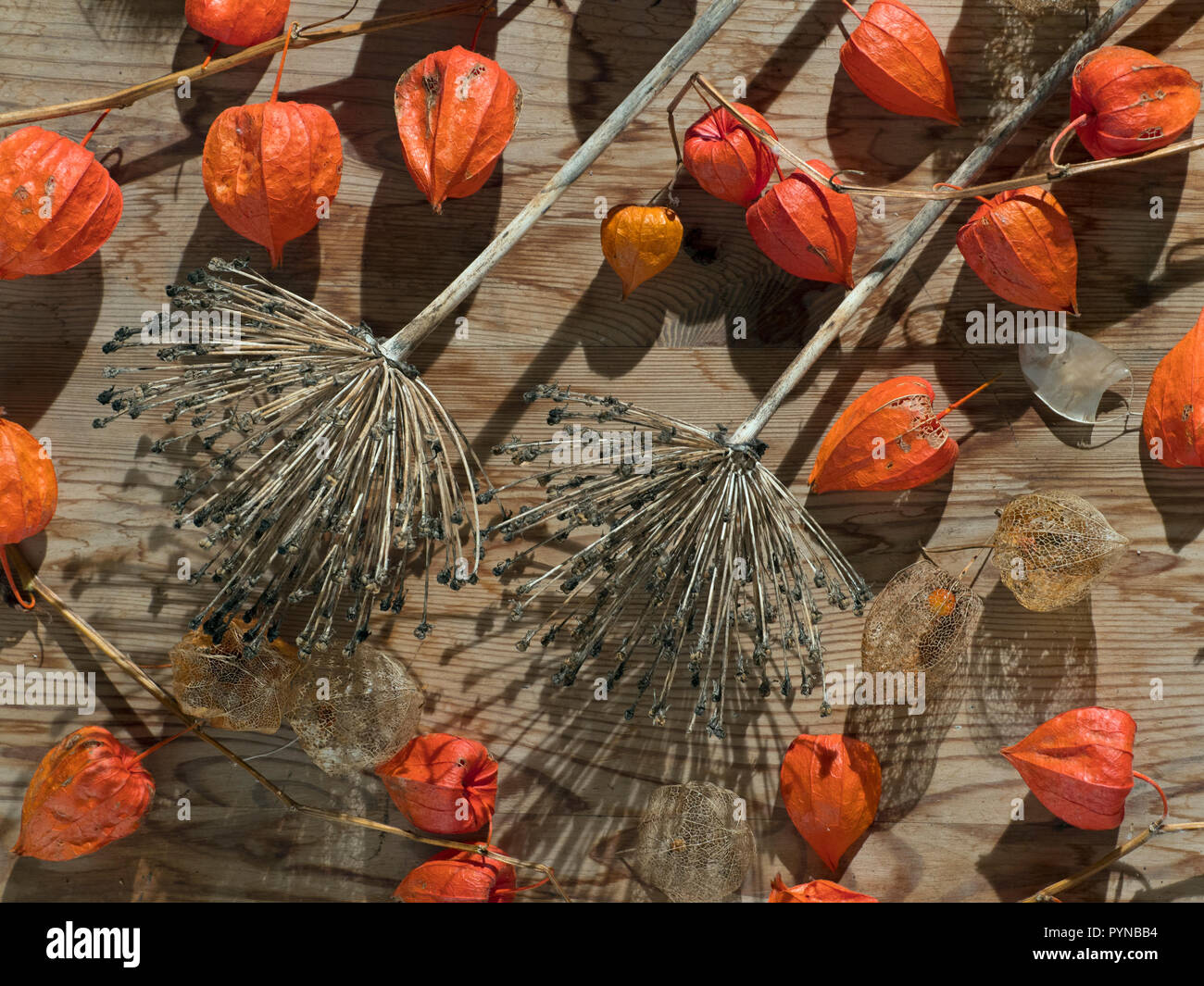 Chinesische Laternen Physalis alkekengi und allium Samenköpfe still life Stockfoto