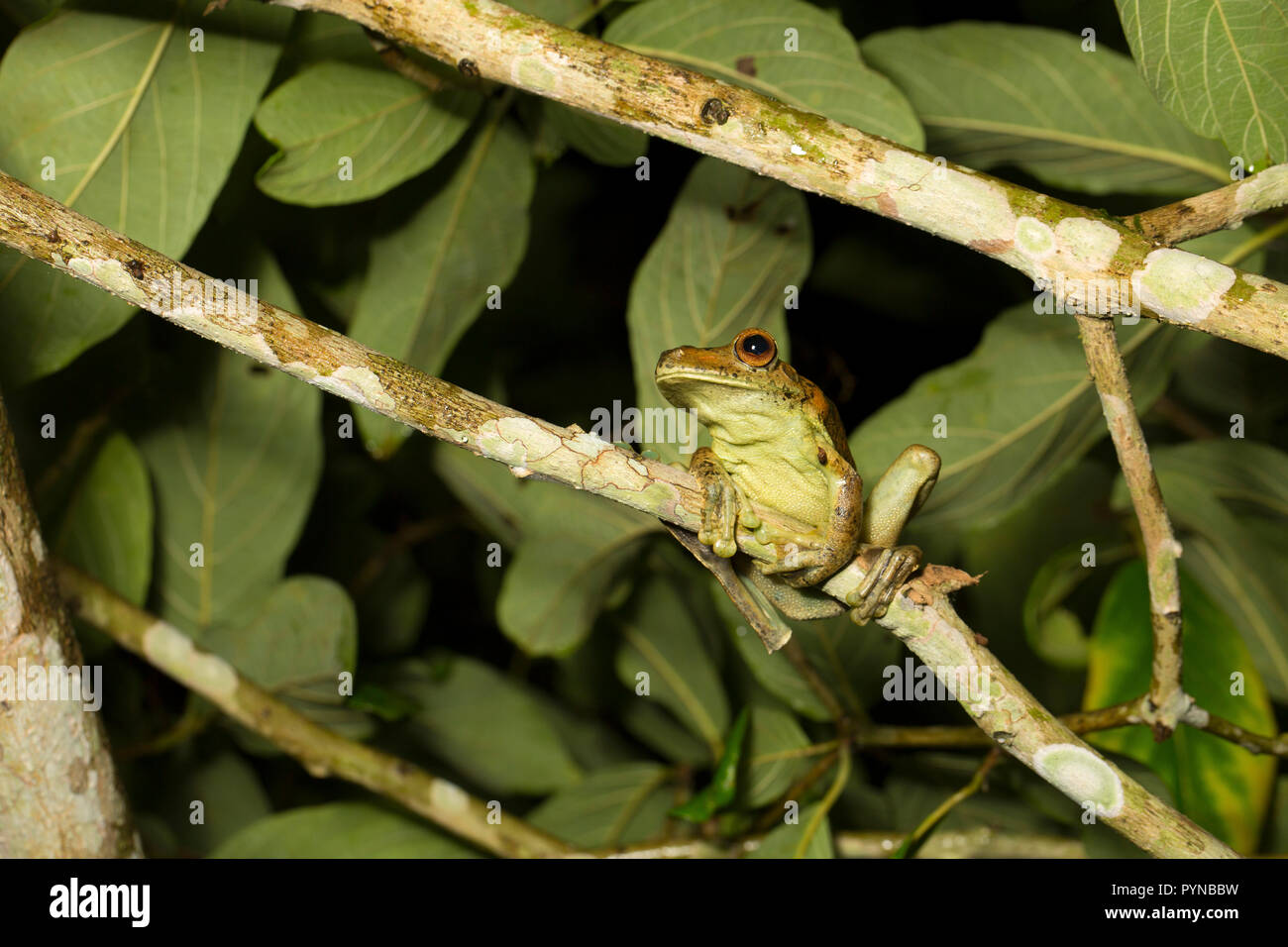 Ein laubfrosch im Dschungel von Suriname in der Nähe von Botapassie auf den Suriname Fluss fotografiert. Suriname ist für seine unberührte Regenwälder und biodive festgestellt Stockfoto