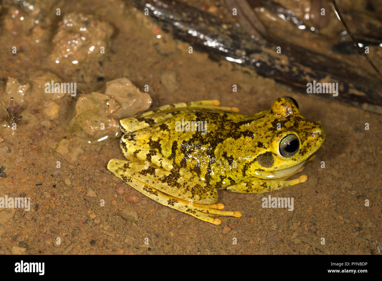 Ein Frosch in den Dschungeln von Suriname in der Nähe von bakhuis fotografiert. Suriname ist für seine unberührte Regenwälder und Artenvielfalt mit einer riesigen Auswahl von Mam festgestellt Stockfoto