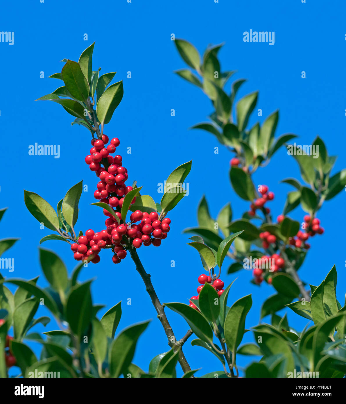Ilex aquifolium Stechpalme Beeren im Herbst Wald Norfolk Stockfoto