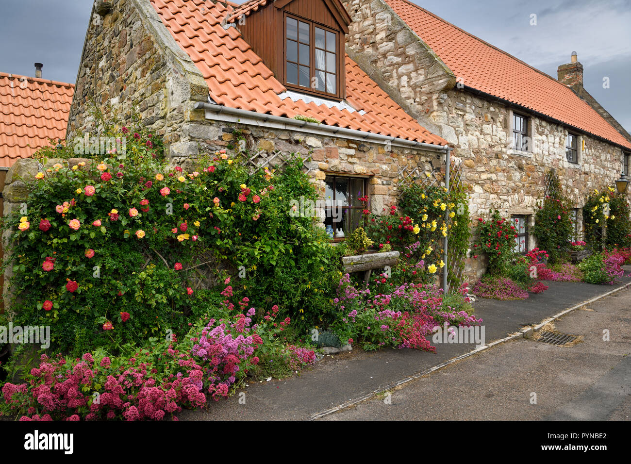 Haus aus Stein mit rotem Baldrian und kletternde Rosen im Garten am Marktplatz Heilige Insel von Lindisfarne Northumberland, England Großbritannien Stockfoto