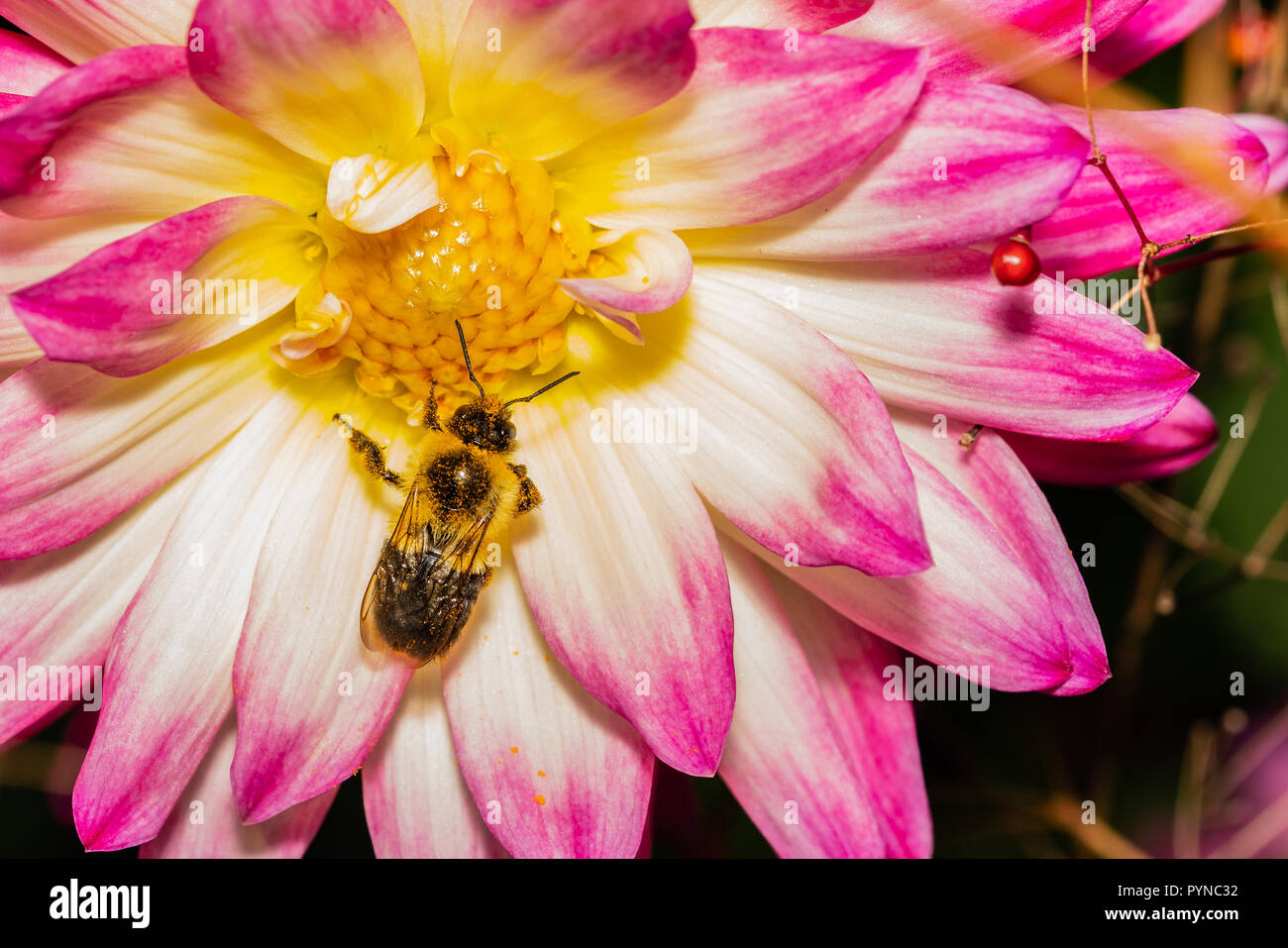 Biene auf ein helles Rosa, weiße und gelbe Chrysantheme Blüte Stockfoto