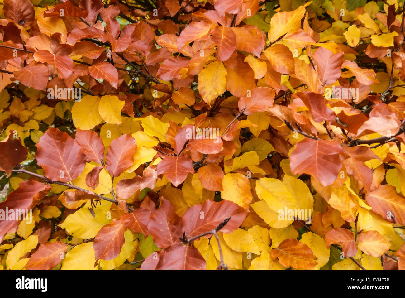 Europäische Buche, Fagus sylvatica 'Franken', Blätter im Herbst Stockfoto