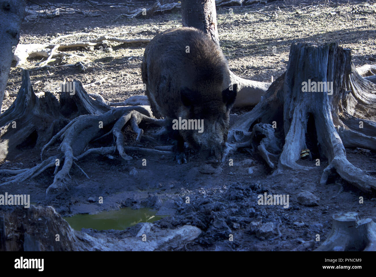 Die Wildschweine wurzeln im Boden im Wald Stockfoto