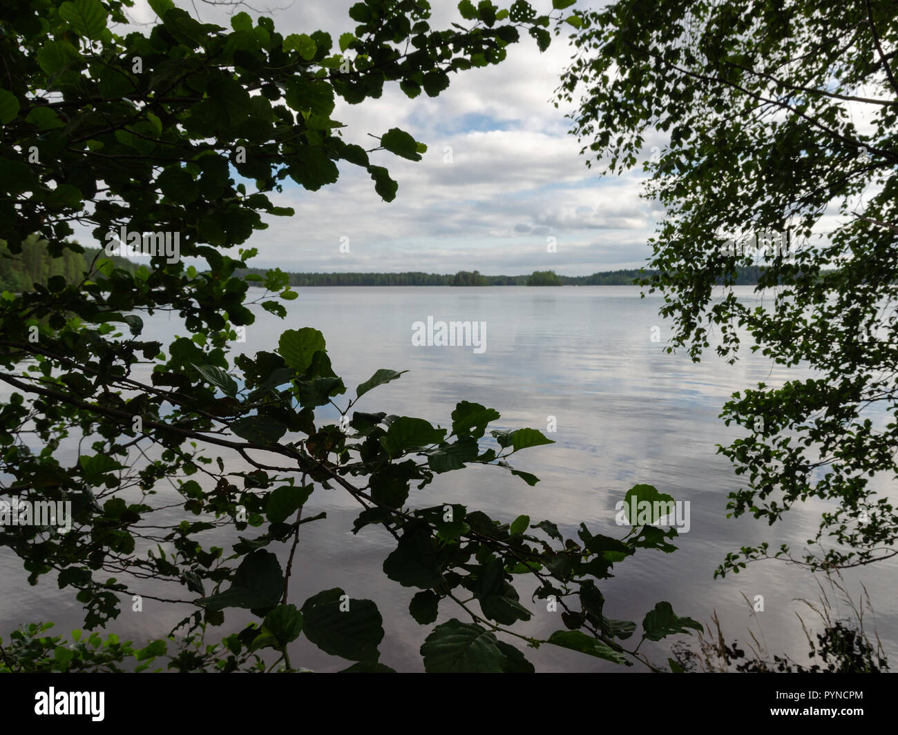 Ein Blick auf den See mit der Vegetation, da die Rahmen auf einen ruhigen Nachmittag Stockfoto