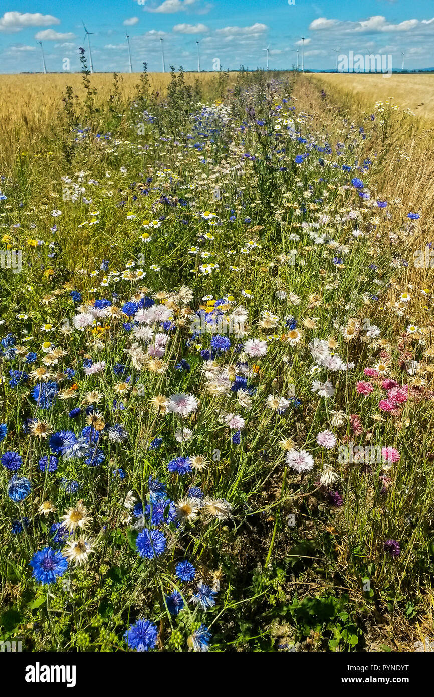 Wildflower Feld Marge für Insekten in der intensiven Landwirtschaft, Hessen, Deutschland Stockfoto