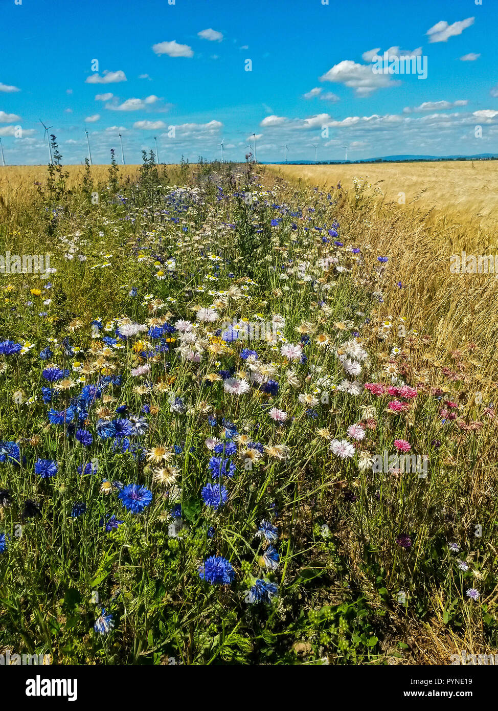 Wildflower Feld Marge für Insekten in der intensiven Landwirtschaft, Hessen, Deutschland Stockfoto