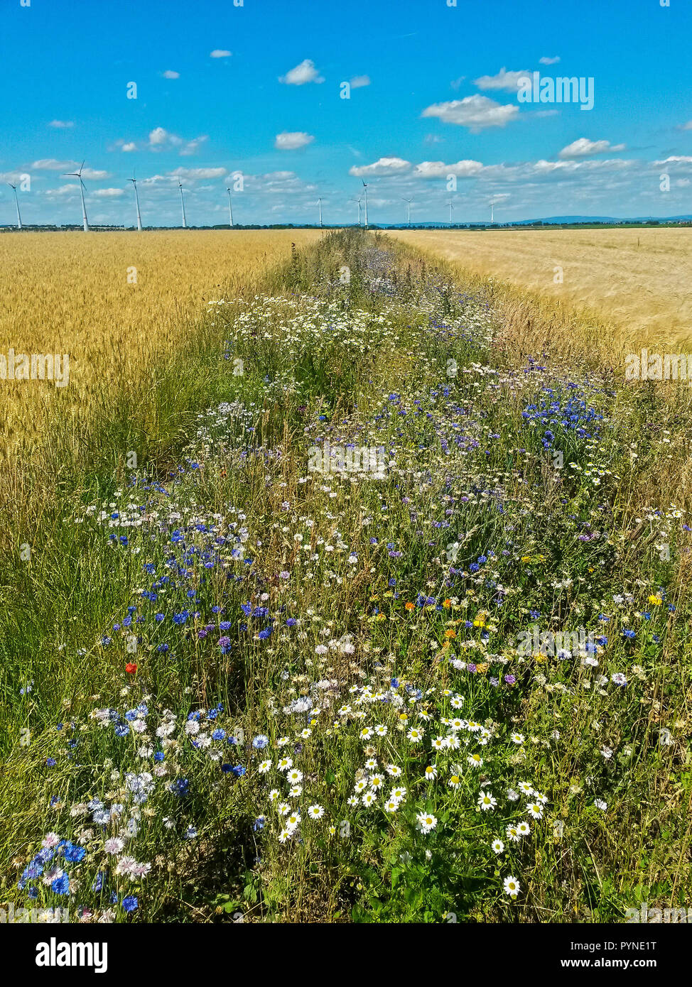 Wildflower Feld Marge für Insekten in der intensiven Landwirtschaft, Hessen, Deutschland Stockfoto