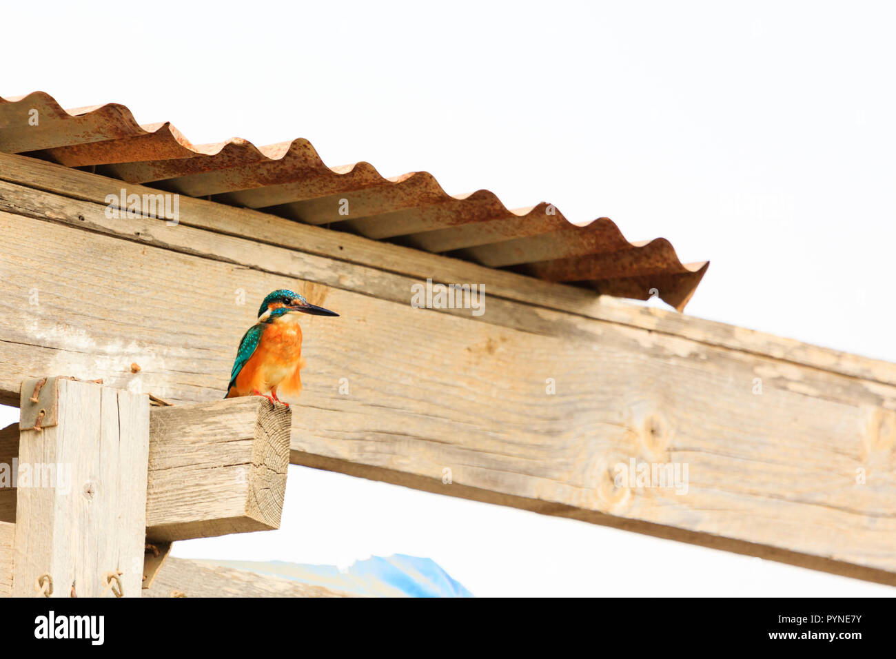 Gemeinsame eurasische Kingfisher, "alcedo Atthis", bei Potamos Creek, Liopetri, Zypern Oktober 2018 Stockfoto