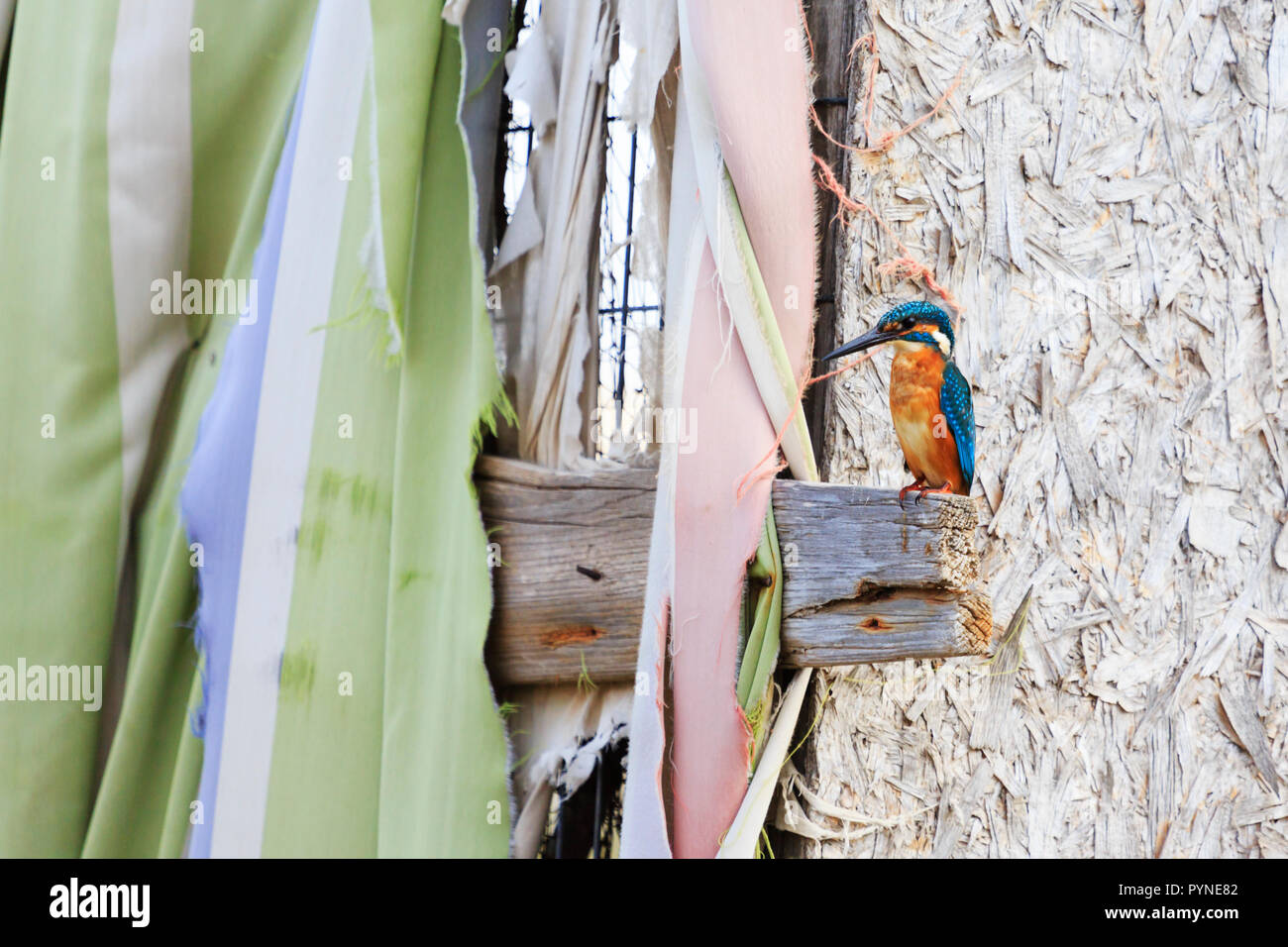 Gemeinsame eurasische Kingfisher, "alcedo Atthis", bei Potamos Creek, Liopetri, Zypern Oktober 2018 Stockfoto