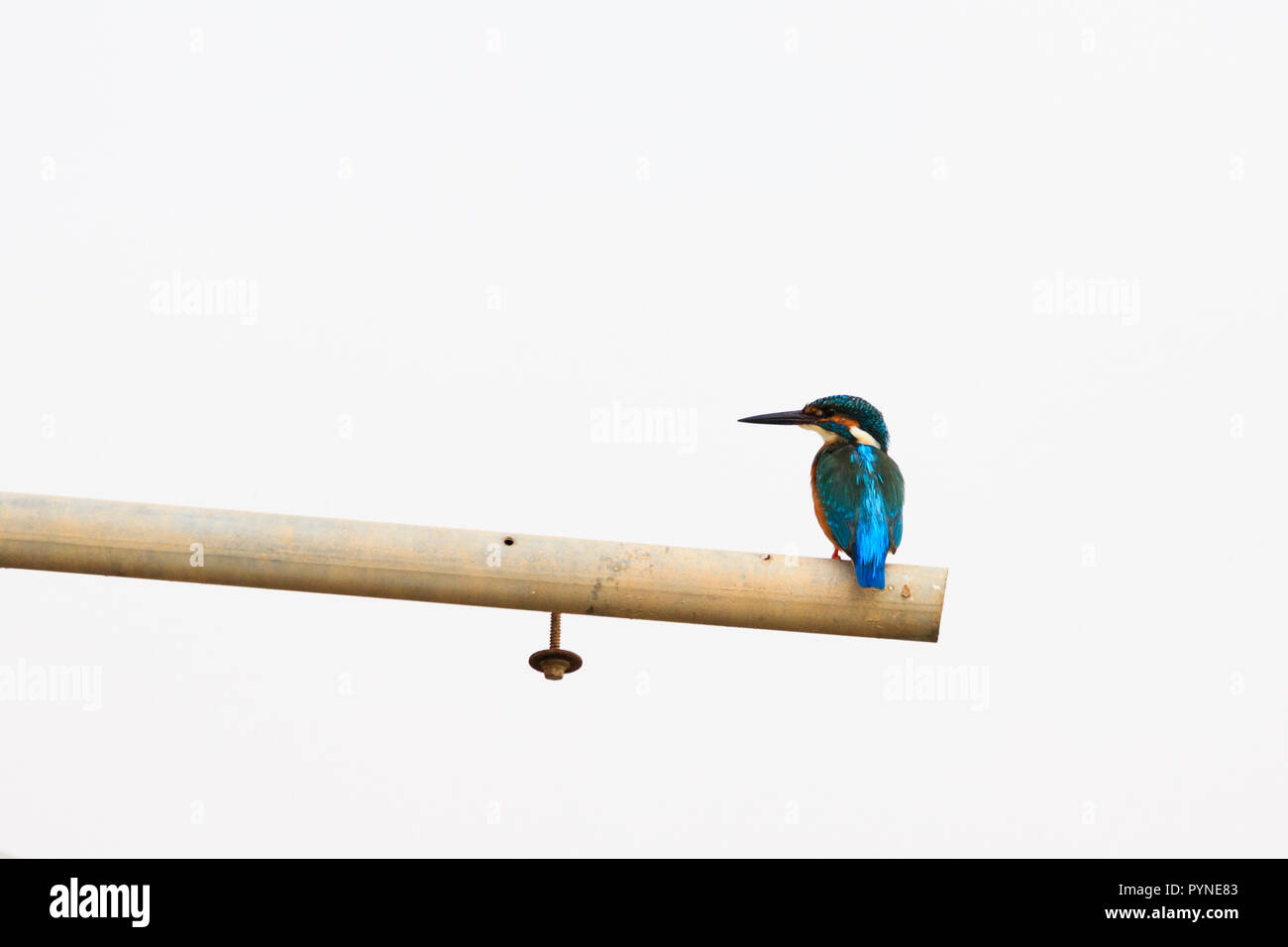 Gemeinsame eurasische Kingfisher, "alcedo Atthis", bei Potamos Creek, Liopetri, Zypern Oktober 2018 Stockfoto