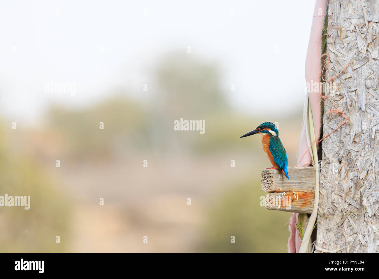 Gemeinsame eurasische Kingfisher, "alcedo Atthis", bei Potamos Creek, Liopetri, Zypern Oktober 2018 Stockfoto
