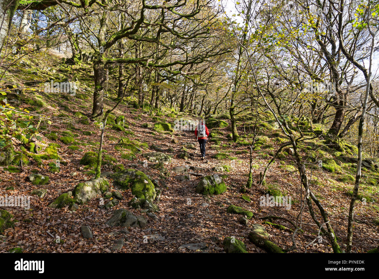 Eine Frau in einem roten Mantel zu Fuß durch ein Waldgebiet in den Snowdonia National Park in Nordwales. Stockfoto
