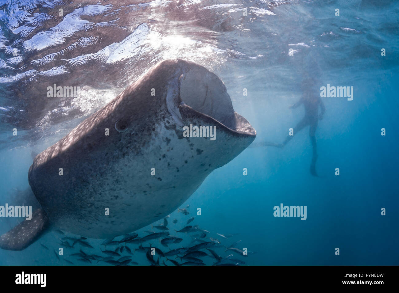 Der Walhai (Firma IPCON typus) Ernährung in der Bucht von La Paz, Baja California Sur, Mexiko Stockfoto