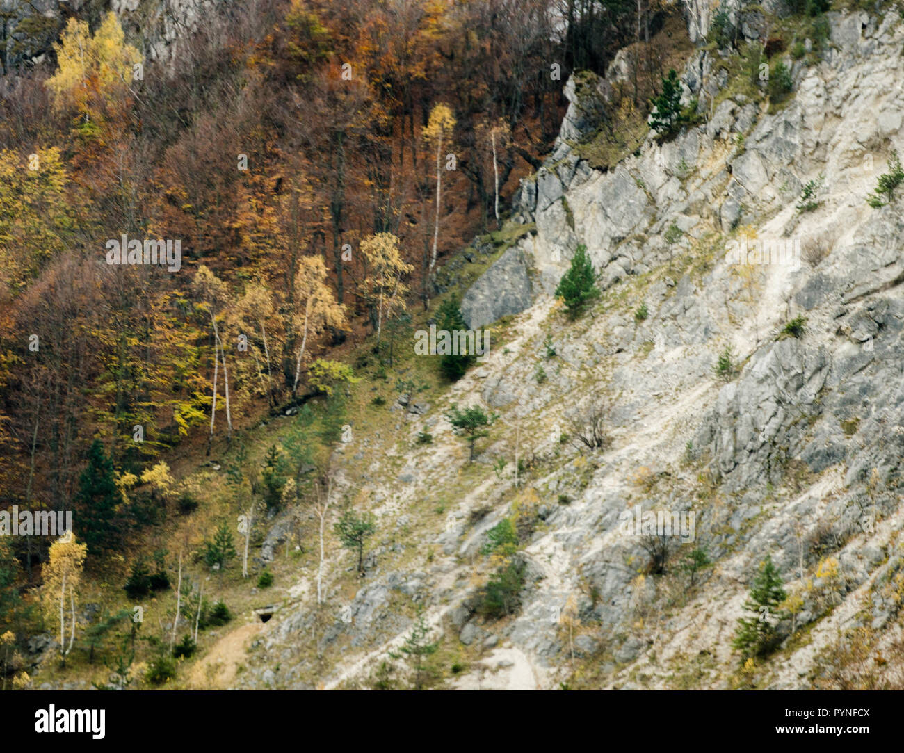 Herbst Wald Texturen - Abholzung der Wälder in den Bergen Stockfoto