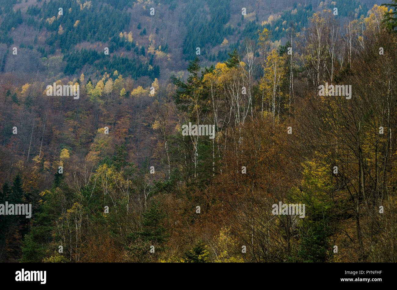 Herbst Wald Texturen - in der slowakischen Berge! Stockfoto