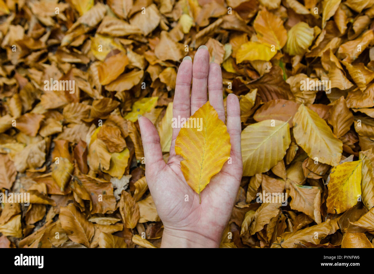 Hand halten eine gelbe Herbst Blatt-int den Hintergrund mehr bunte Blätter Stockfoto