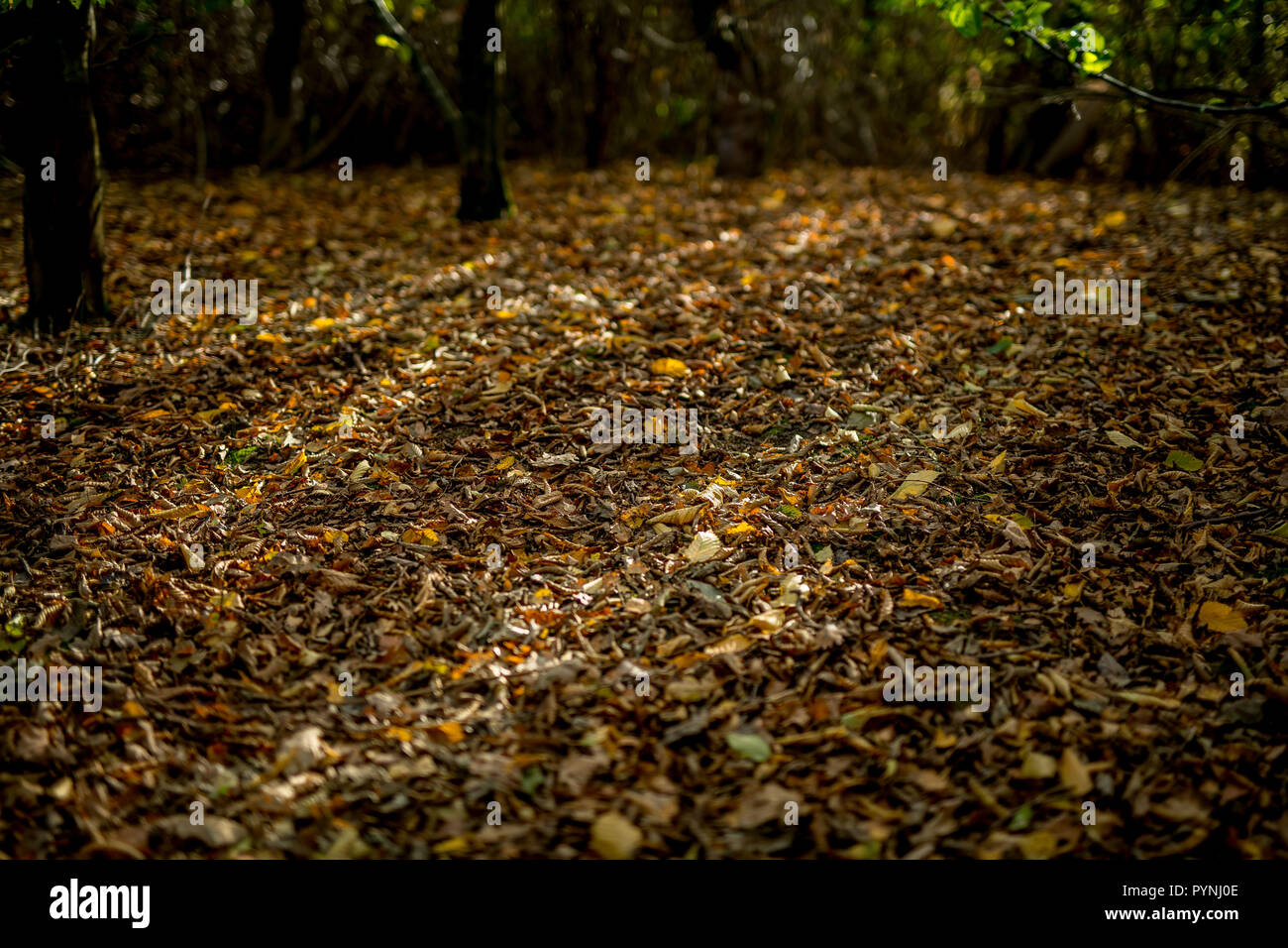 Sonnenstrahlen durch die Bäume werfen Licht auf die Blätter im Herbst, die kürzlich in Sussex, Großbritannien Stockfoto