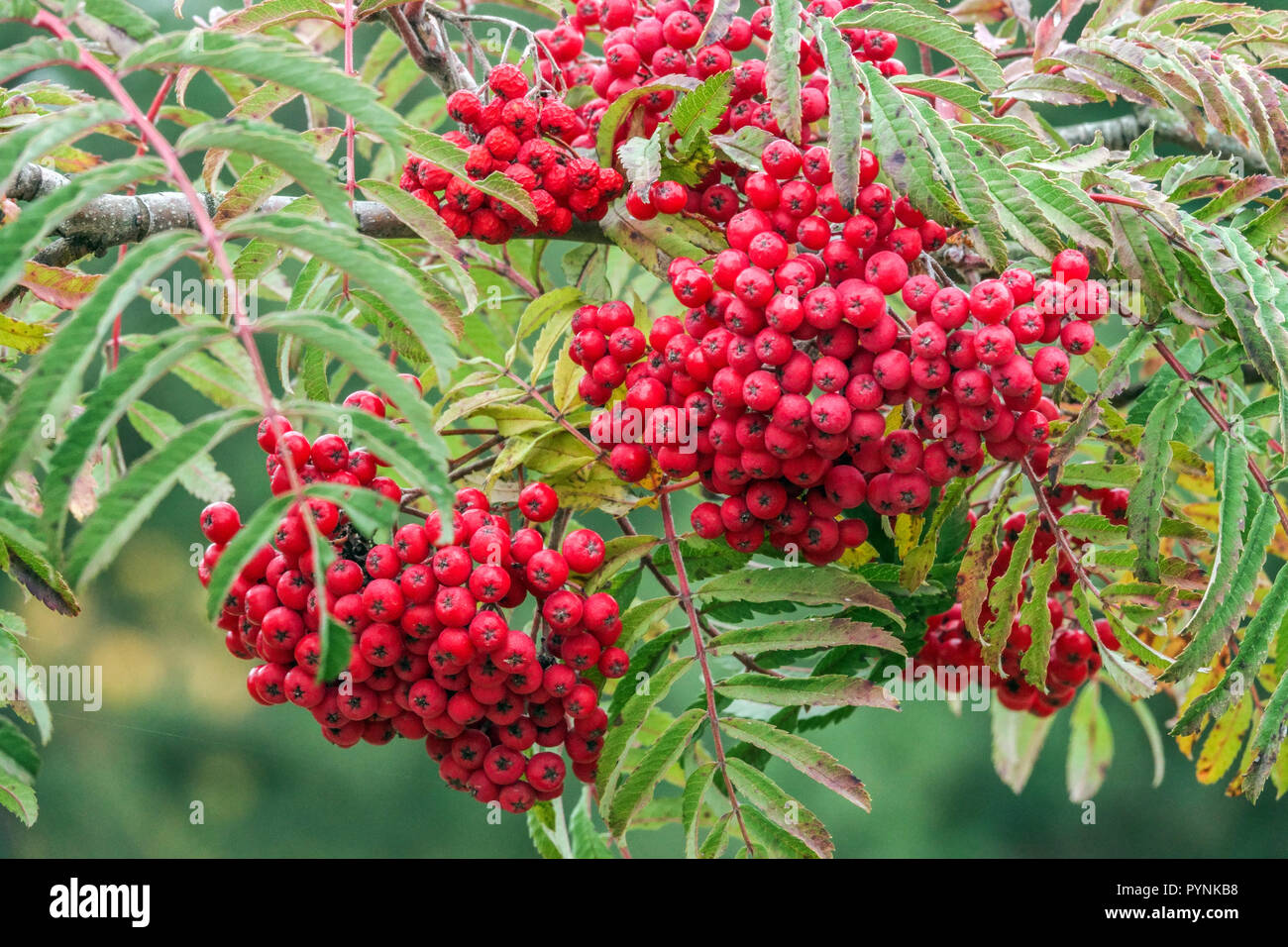 Rowan Mountain Ash Sorbus „Chinesische Spitze“ Sorbus Tree Rowan Beeren auf Tree Ast Rote Beeren Herbstzweige Sorbus Beeren Früchte Rowan Oktober Stockfoto