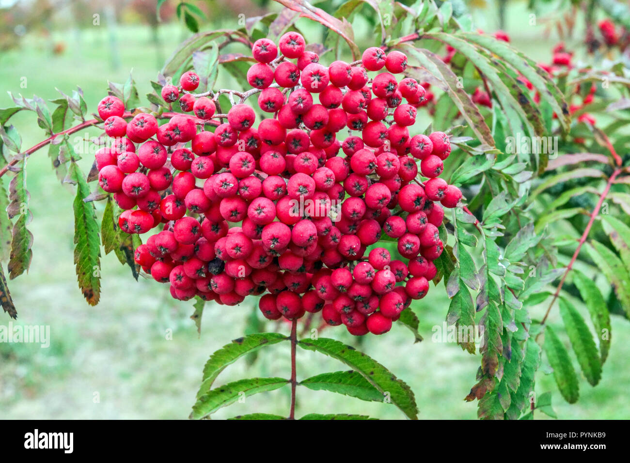 Vogelbeeren Herbst, Eberesche, Sorbus 'Chinese Lace" Baum, Herbst rote Beeren am Baum Stockfoto