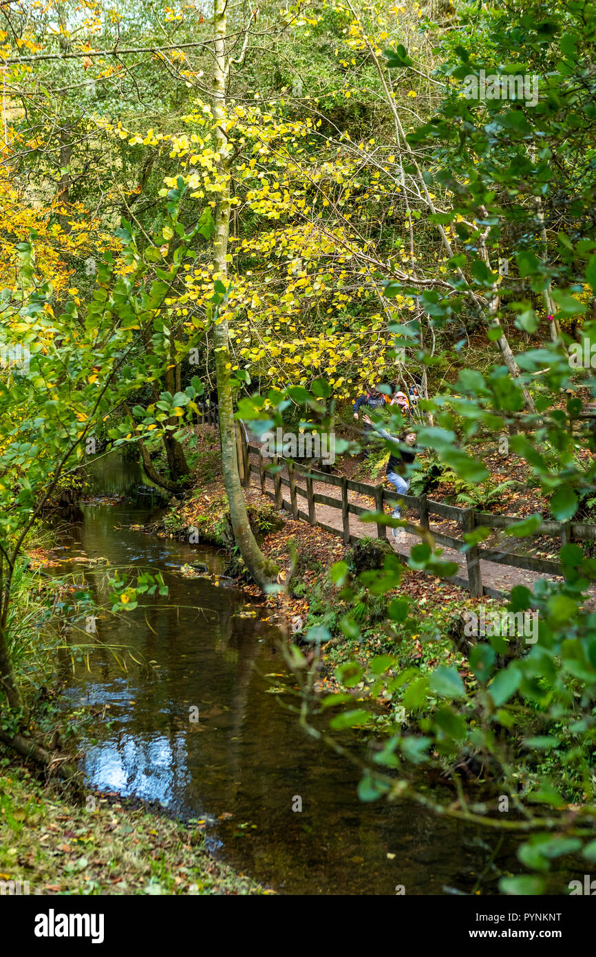 Waldwege. Kürbisfest, Dekan Heritage Center, Wald von Dean. Stockfoto