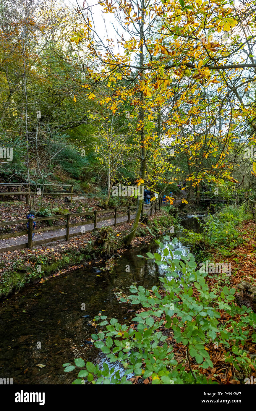 Waldwege. Kürbisfest, Dekan Heritage Center, Wald von Dean. Stockfoto