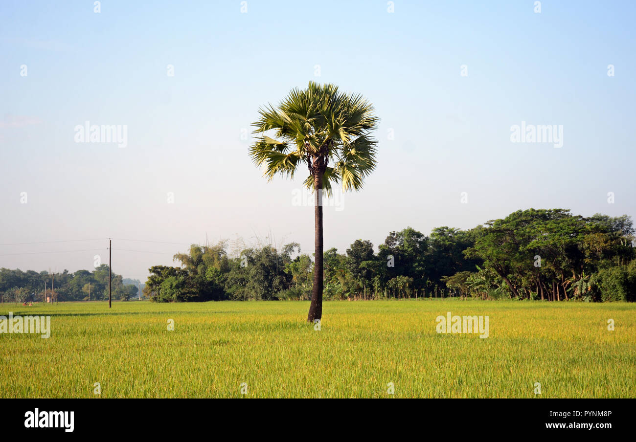 Schönheit der Natur Stockfoto