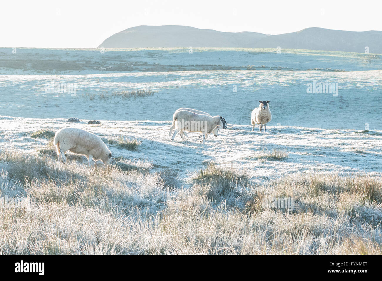Schafe im frostigen Bereich in Stirlingshire, Schottland, UK Stockfoto