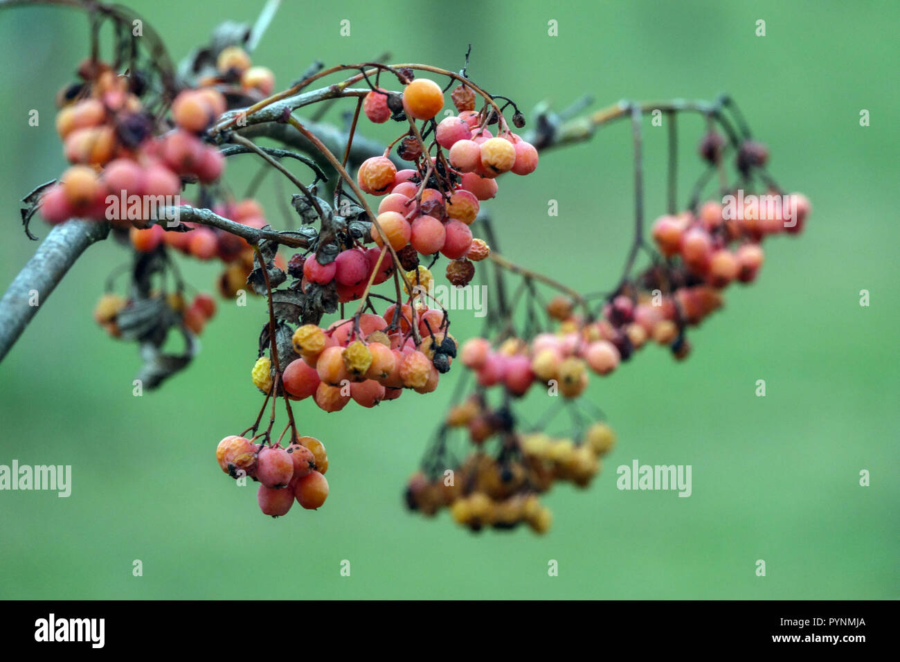 Rowan, Sorbus 'Orange Favorite' Beeren verzweigen sich mit Beeren Stockfoto
