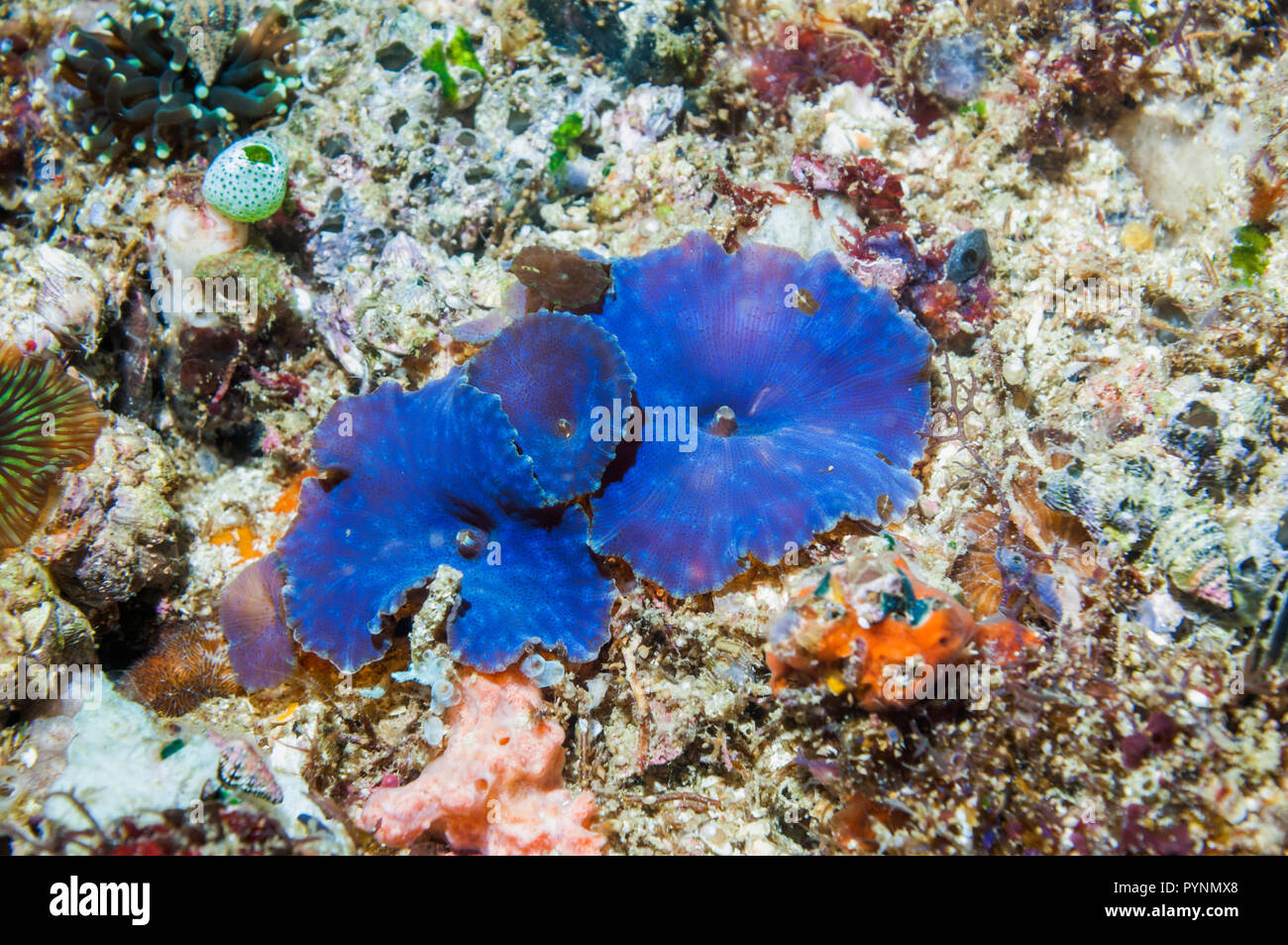 Festplatte Anemone [Discosoma sp.]. Discosomatidae ist eine Familie von marine Nesseltiere eng mit der wahre Seeanemonen [Actiniaria]. Corallimorphari Stockfoto