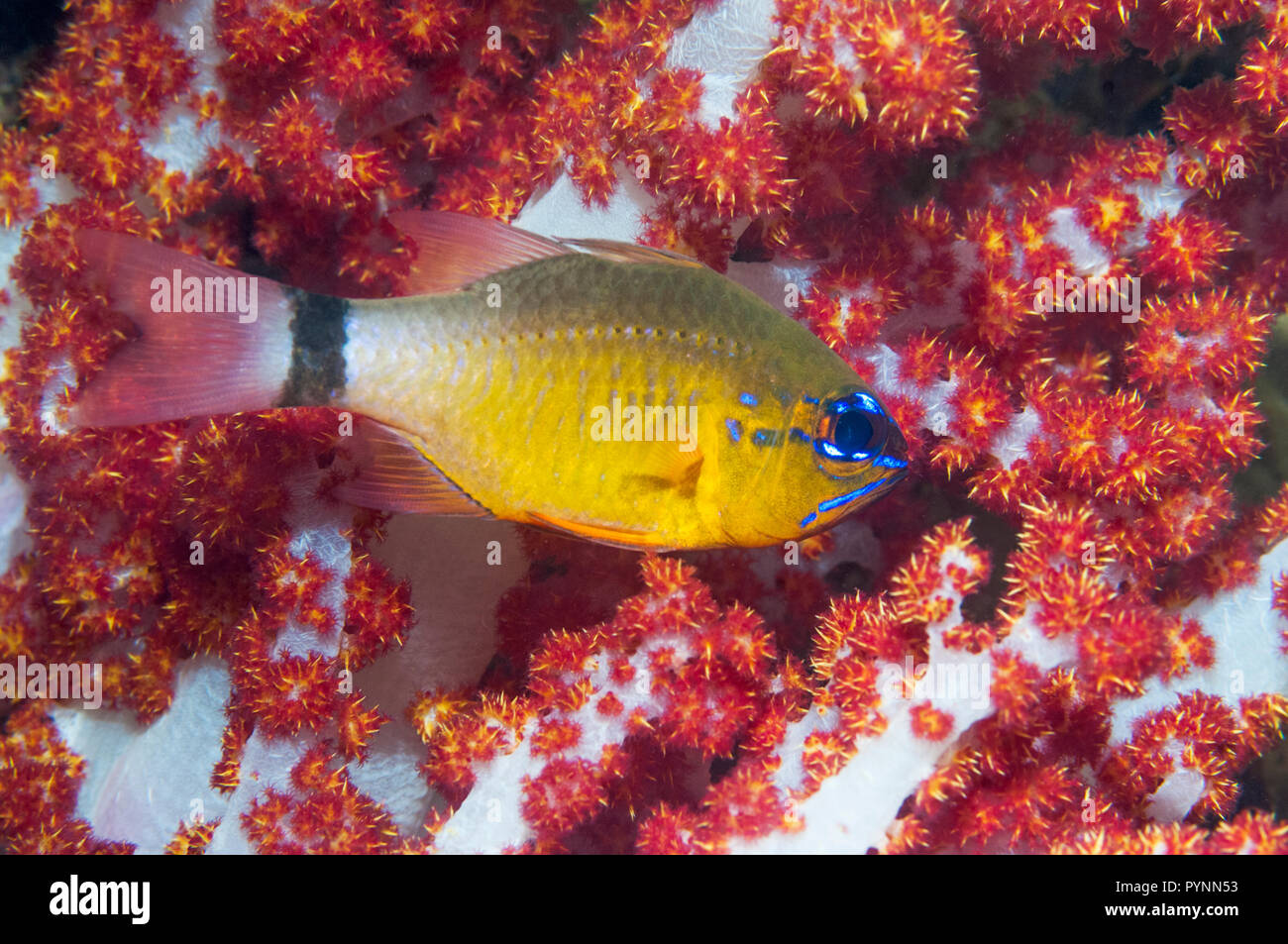 Ring-tailed cardinalfish [Apogon aureus] mit Weichkorallen. West Papua, Indonesien. Stockfoto