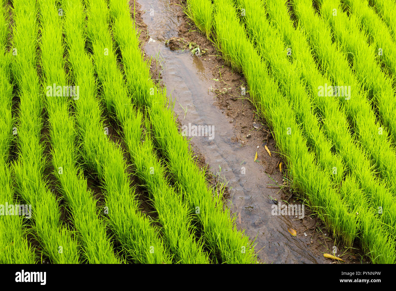 Junge Reispflanzen auf der Terrasse Felder in Insel Bali wachsende Stockfoto