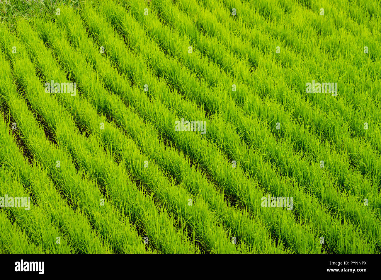Junge Reispflanzen auf der Terrasse Felder in Insel Bali wachsende Stockfoto