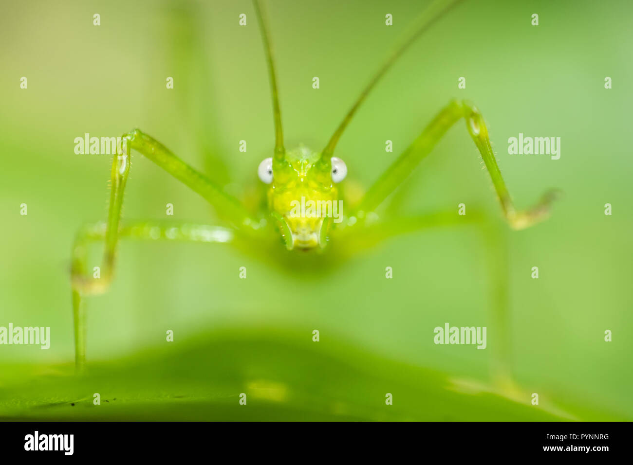 Grüne katydid schließen Portrait stehend auf einem Blatt im Indonesischen Dschungel Stockfoto