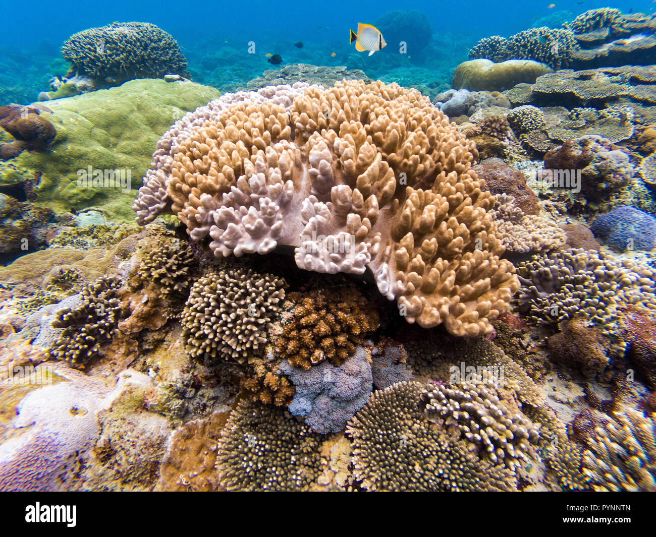 Unterwasser Schuß von Hard Coral Reef in Penida Insel Bali Stockfoto