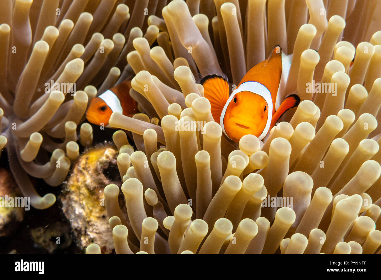 Clownfisch Amphiprion ocellaris in Seeanemone versteckt, Indonesien Stockfoto